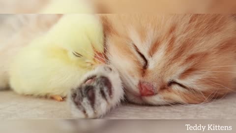 The kitten sleeps with a tiny chicken