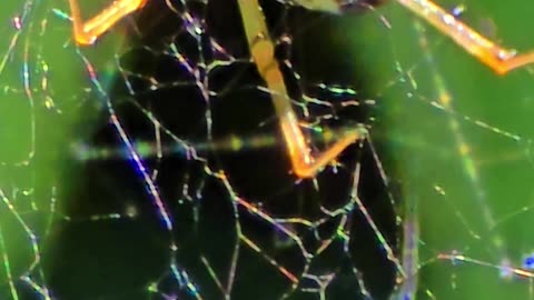 Close-up of a spider / beautiful insect in a web.