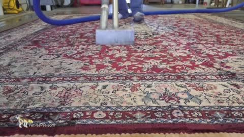 PetPeePee Company | It's A genius cleaning process - Oriental rug cleaning