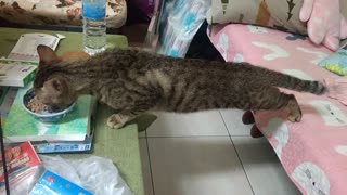 Clever Cat Finds More Food