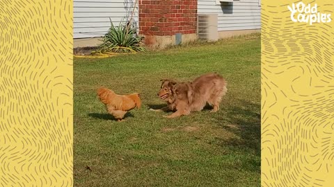 Rooster Loves Chasing This Big Dog | The Dodo Odd Couples