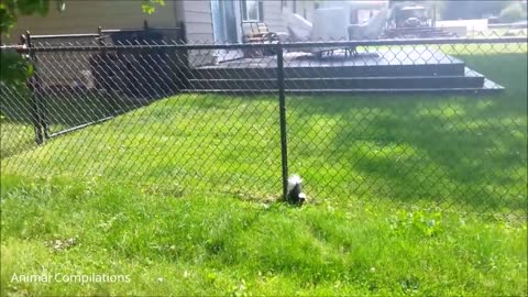 Baby Skunks Trying To Spray