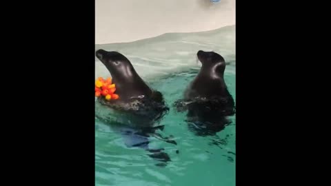 Seals have learned that flowers are a sign of love