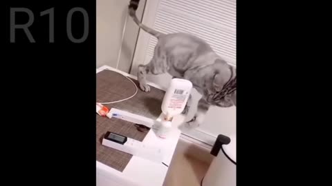 Cat funny videos/very 🤣 funny