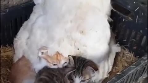 Coq 🐓 vs cat 🐈