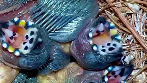 Wow!! Gouldian finch chicks