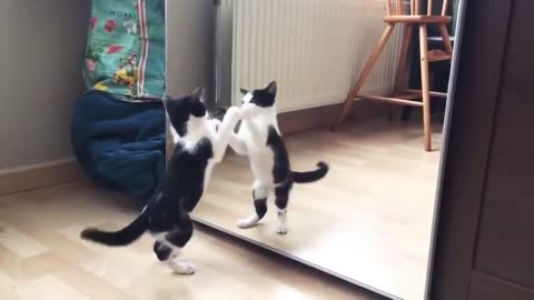 Funny Cat And mirrorVideo