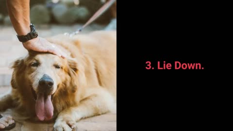 Dog basic Training. Top 10 essential commands every dog should know