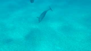 Dugong and Dolphin Play Together