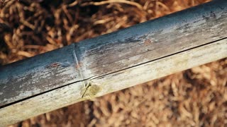 Ants Crossing Over Old Wooden Farm