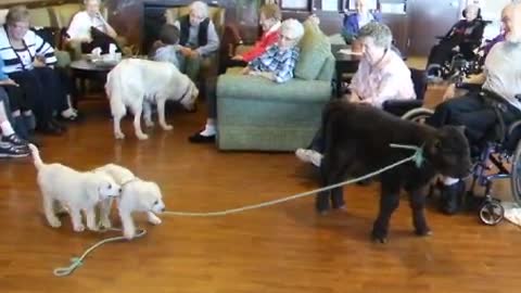 Guard dog puppies demonstrate how to lead a calf