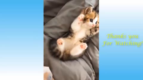 Cute Pets And Funny Animals Compilation 42 -