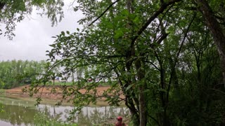 Dropping tree along the pond trail.