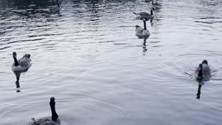 Geese in river at night