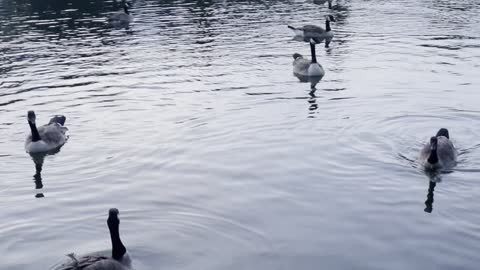 Geese in river at night