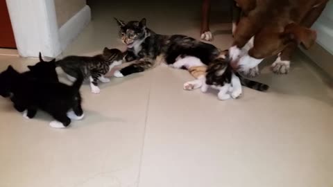 Mother cat thanks mother pitbull for her help
