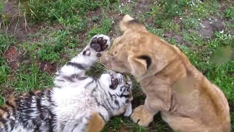 Baby Lion & Tiger playing