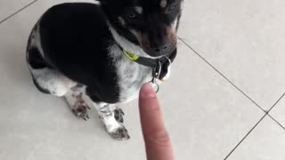 A Cute Dog is sitting Quietly in a Restaurant!