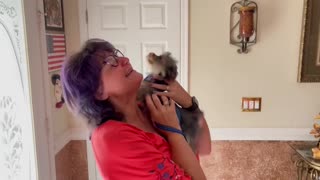 Yorkie is overjoyed when mom arrived home
