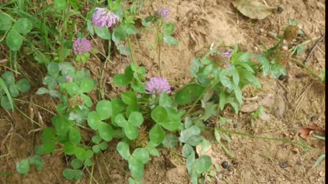 Trevo vermelho ( trifolium pratense ) serve para osteoporose e menopausa