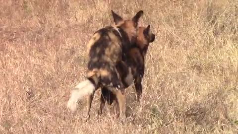 African Wild Dog Alpha Pair Reproductive Behaviour (Rare Sighting)_Cut.mp4