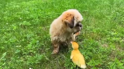 Cute Puppies and Duck Friends playing