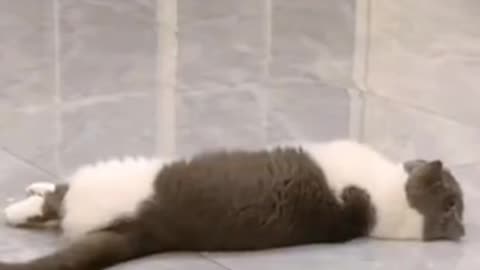 The Hilarious Super Pets And Cats Videos That Will Make You Cliche