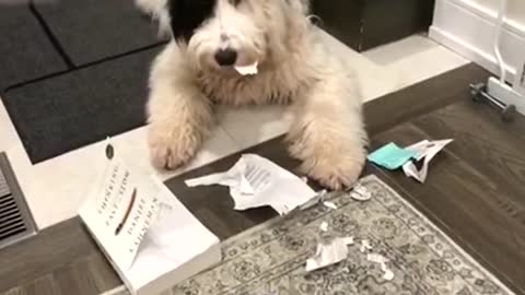 Guilty dog found tearing through pages of book