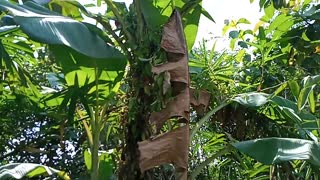 banana tree in the middle of the forest