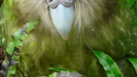 Kakapo - The Flightless Parrot #shorts