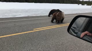 Beautiful Bears Out for a Stroll