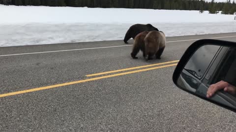 Beautiful Bears Out for a Stroll