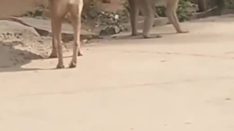 Super funny animal video. Monkey and a Dog. LOL you won't stop laughing!!!