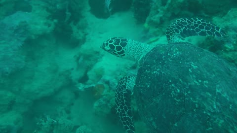 Hawksbill sea turtle in the Sea 4 - man & camera