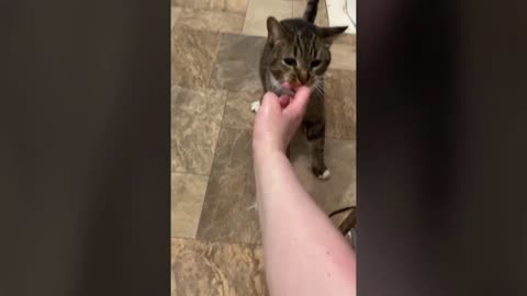 Cat Drags Owner by Finger to Save Her From Drowning in Bathtub