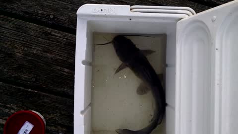 One of the catfish caught at campground