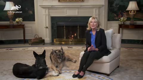 When The Dogs Are More Intelligent Than The First Lady