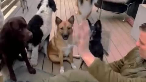 Dogs, cats 🤣🤣🤣🤣 ###funnyvideos
