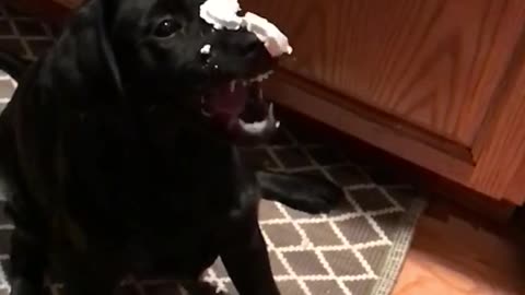 Black dog catches whipped cream in slowmo