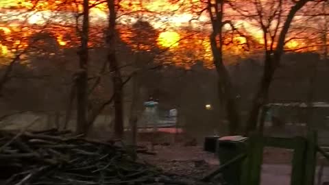 Dogs with bird sound in the forest