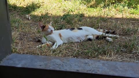 Little kittens sleep after playing. Cute and beautiful kittens.