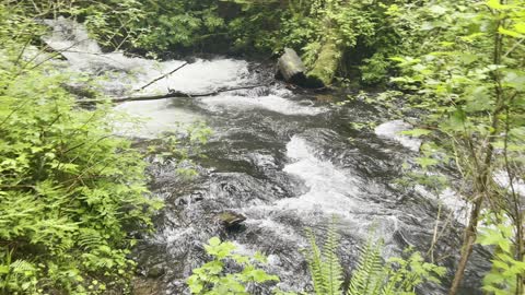 Side Trail to Creek Access Below Upper Latourell Falls – Columbia River Gorge – 4K
