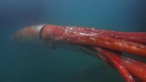 Giant squid that appeared in Tokyo Bay in 2015