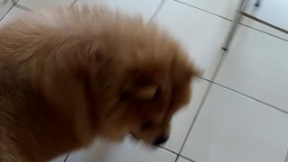 Fluffy brown dog plays on white tile floor