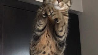 Silly Kitty Begs for Treats