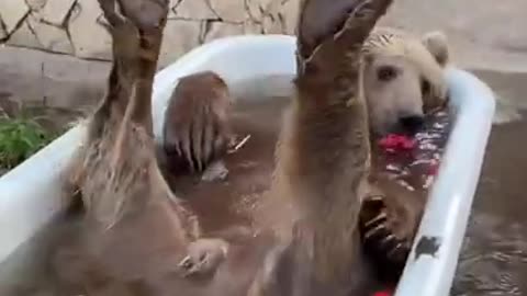 Funny Bear while taking bath 😂😂