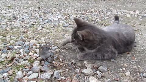 cat kisses a mouse #viral