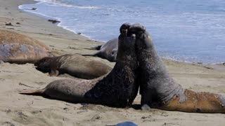 Battle of Titans: Epic Elephant Seal Showdown 🌊