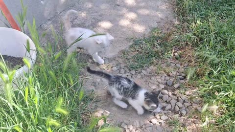 Little kittens are meowing 🥰 Cute kittens are playing