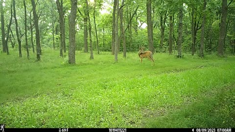 Couple bucks early morning